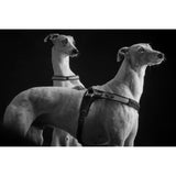 The Forza Anti-Pull Dog Harness By Tre Ponti - Black