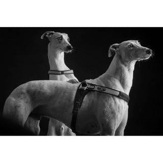 The Forza Anti-Pull Dog Harness By Tre Ponti - Red