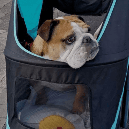 Dog top pushchair labrador
