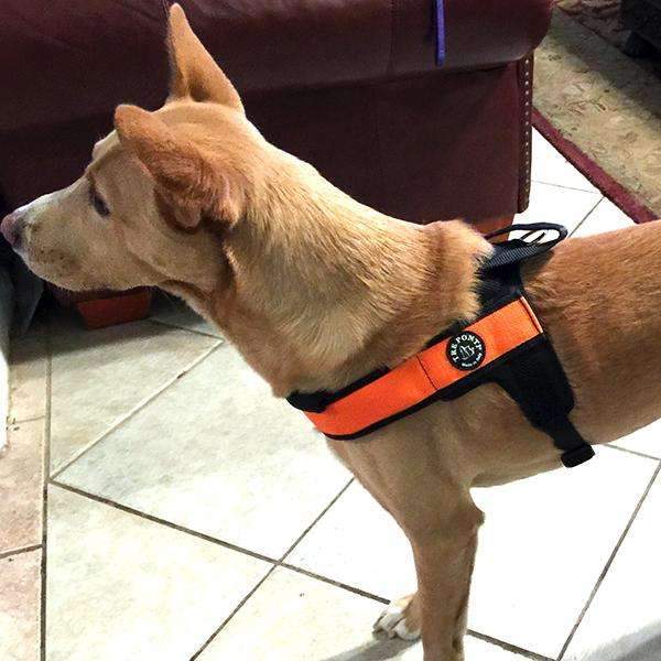 The Primo Plus Dog Harness With Handle By Tre Ponti - Orange